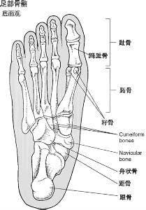 趾与跖的读音解析详解