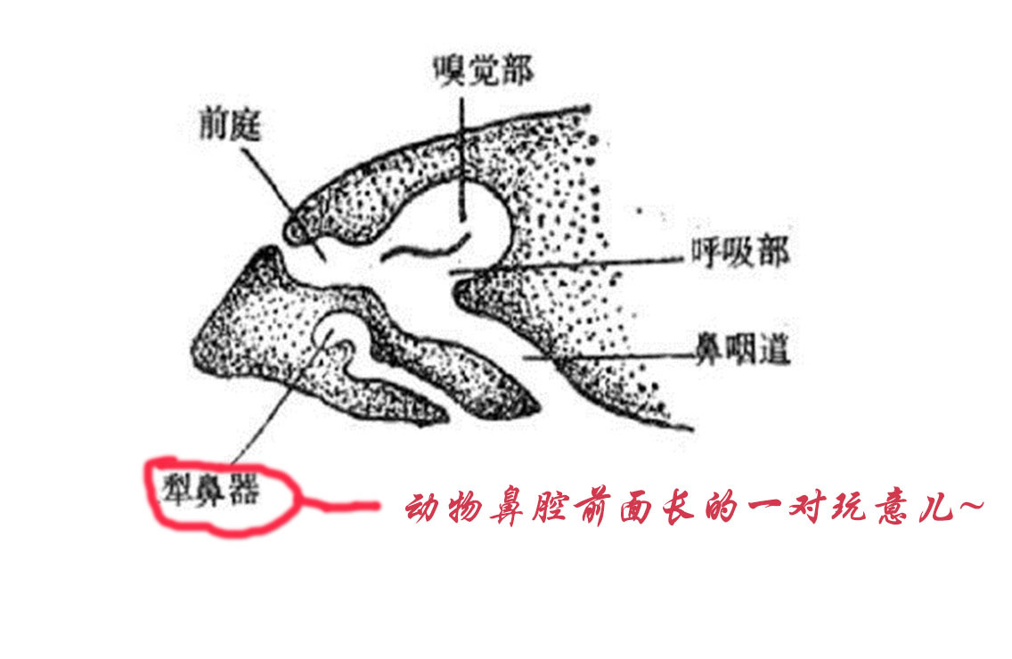 濞字读音解析