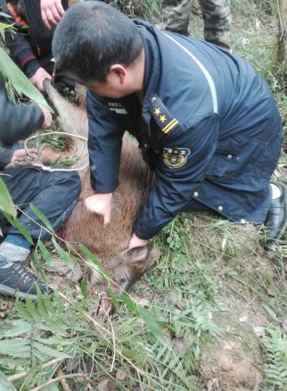 多名食客联手擒获闯入饭馆的野猪