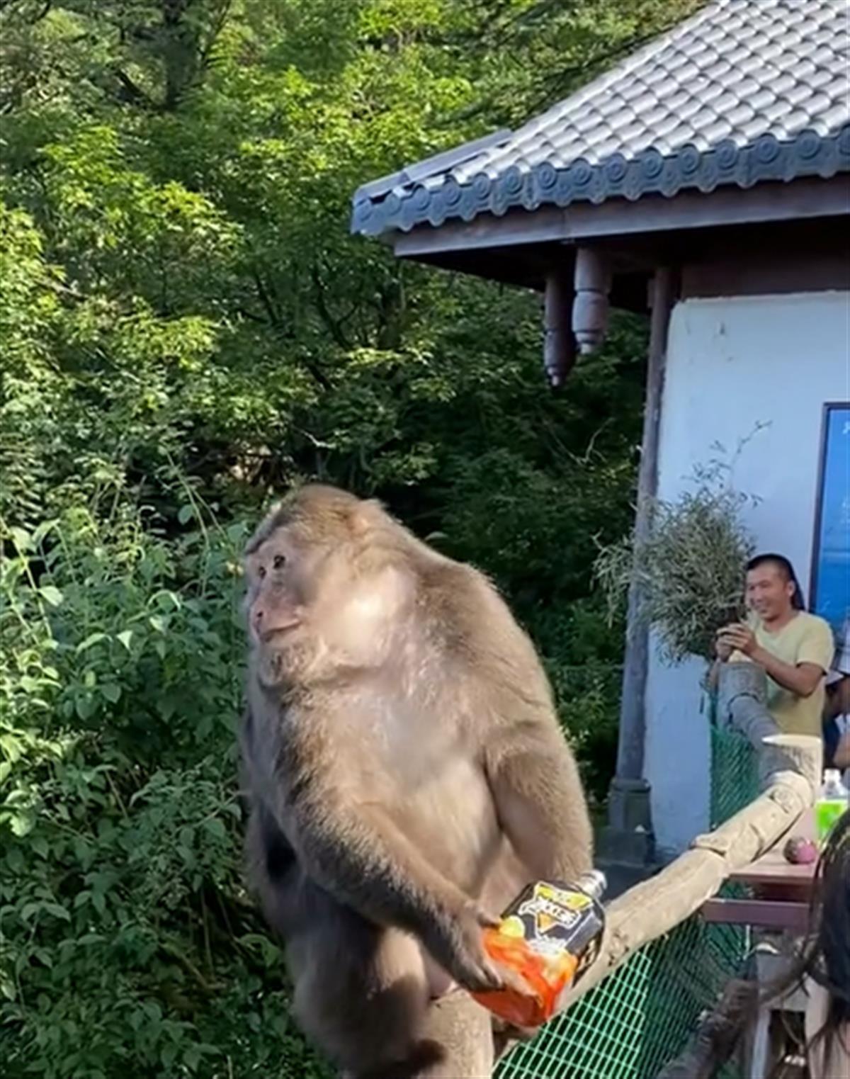 张家界景区回应游客与猴子互殴事件，倡导文明旅游，共守自然和谐生态平衡