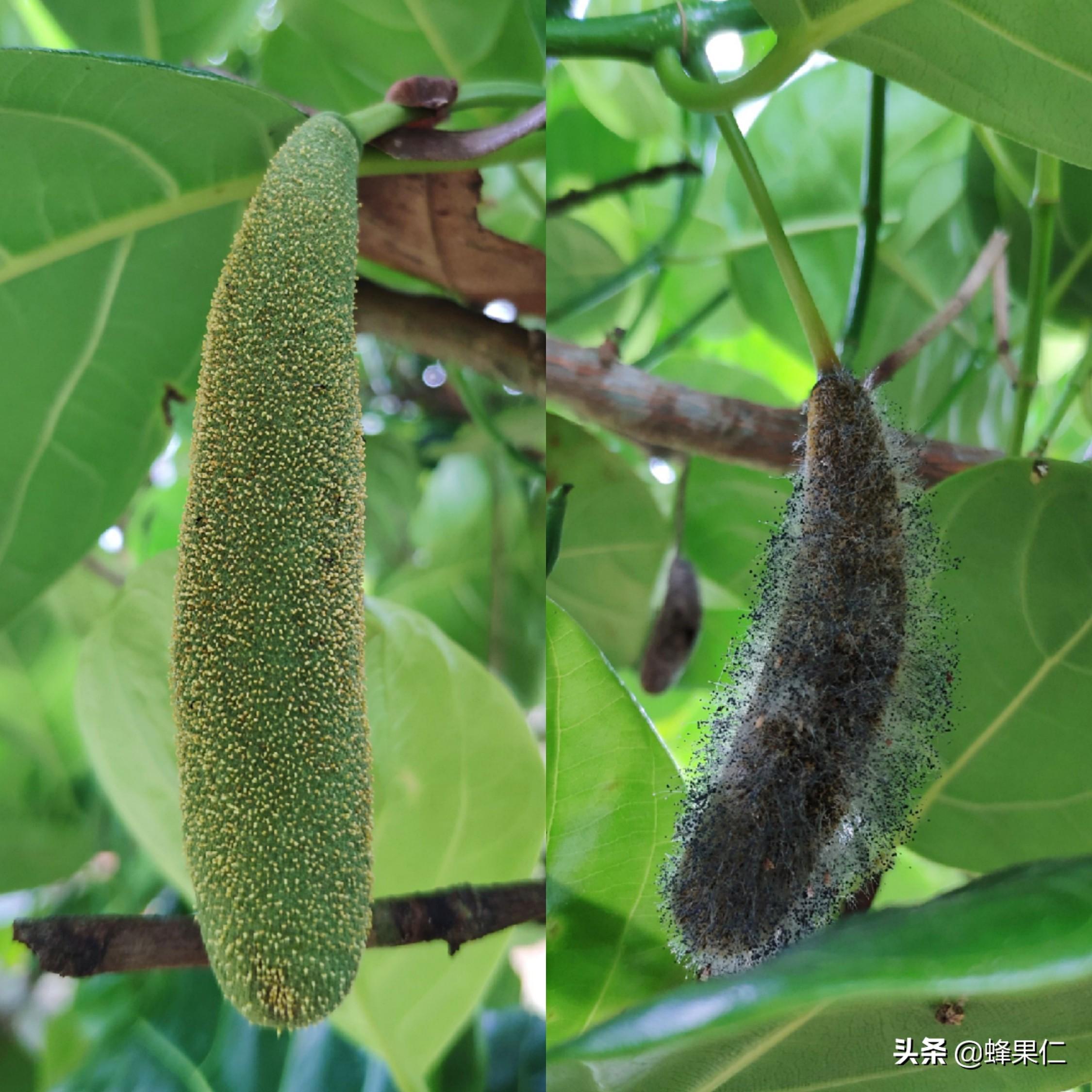 菠萝蜜熟过头特征揭秘，这样的菠萝蜜你了解吗？