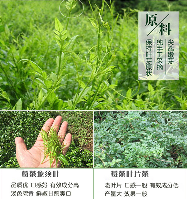 莓茶，独特魅力与卓越功效的展现