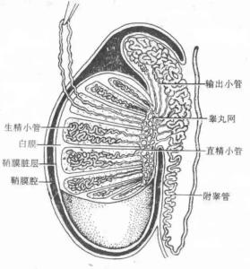 治愈阴囊潮湿的自然疗法与生活方式探索，一次秘方揭秘