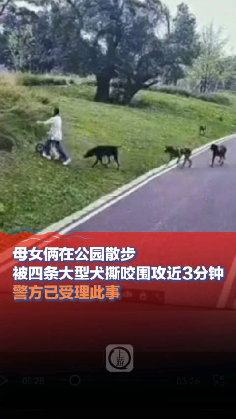 母女公园散步遭四条大型犬撕咬事件后续进展及法律责任探讨