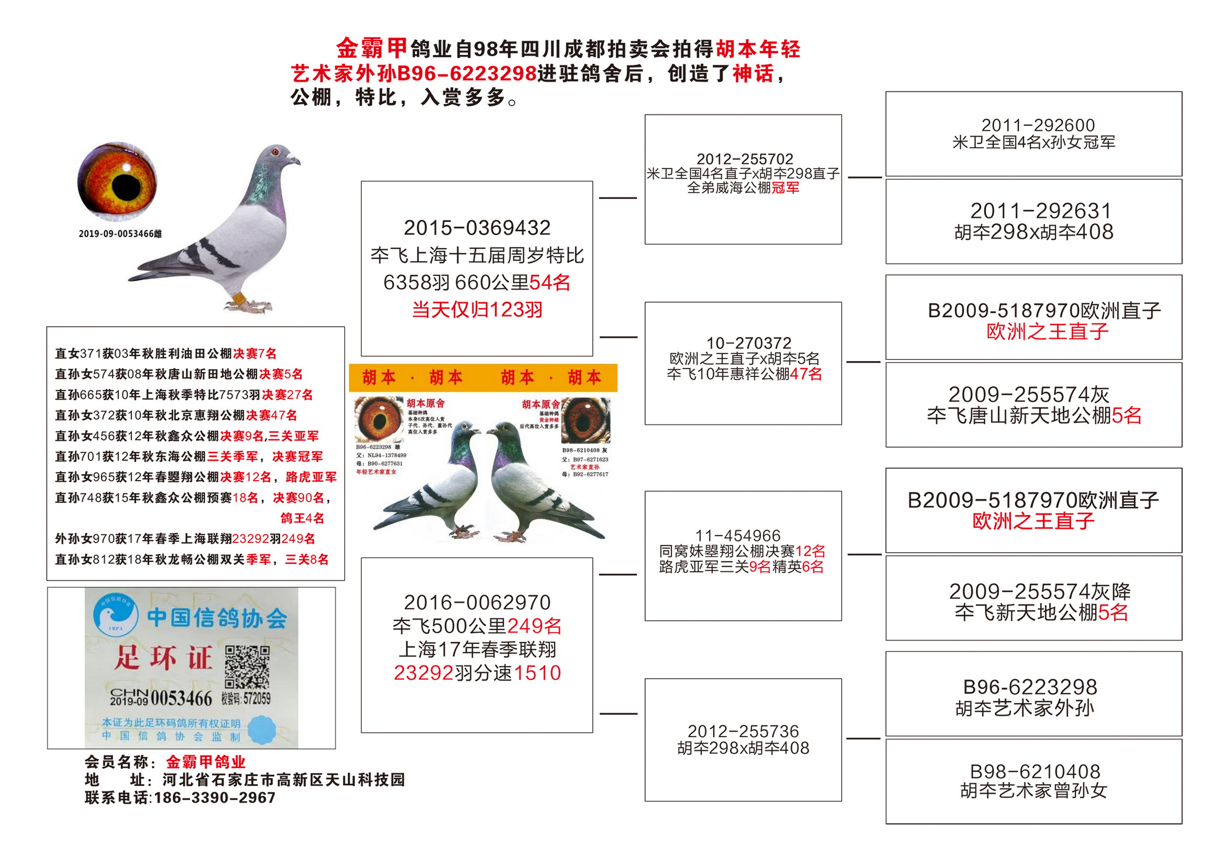 中国鸽网赛事直播最新动态