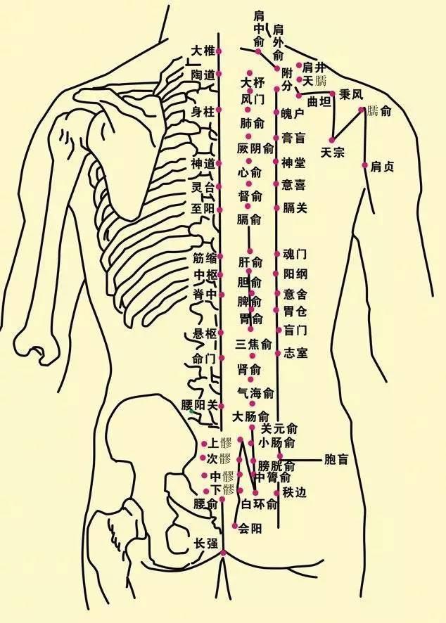 关元穴位准确位置图与重要性解析