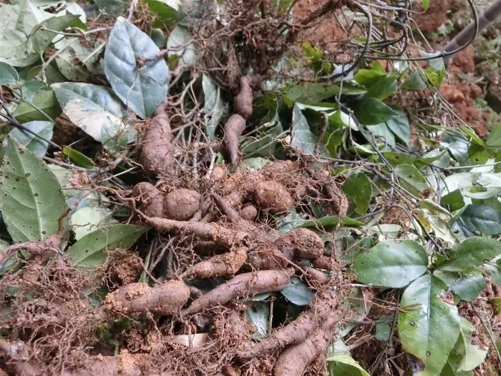 老鹰胆功效揭秘，传统医学中的神奇力量探索