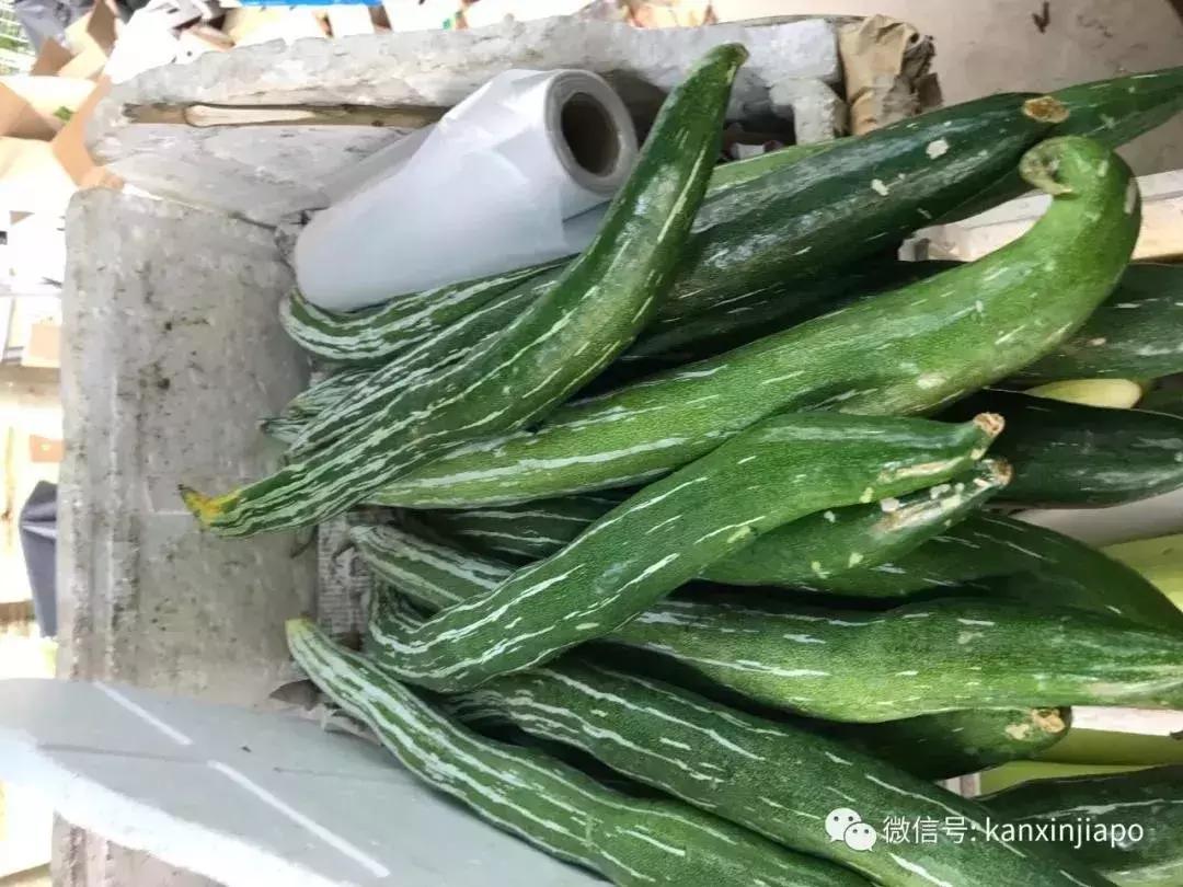 蛇丝瓜，独特植物之美与实拍图赏