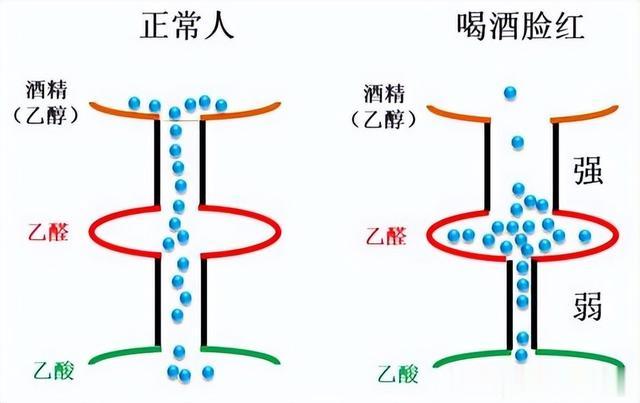 揭秘喝酒脸红背后的秘密，基因突变揭示真相