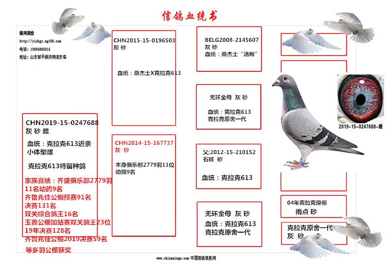 中国信鸽信息网官网，权威探索信鸽竞技与资讯的平台