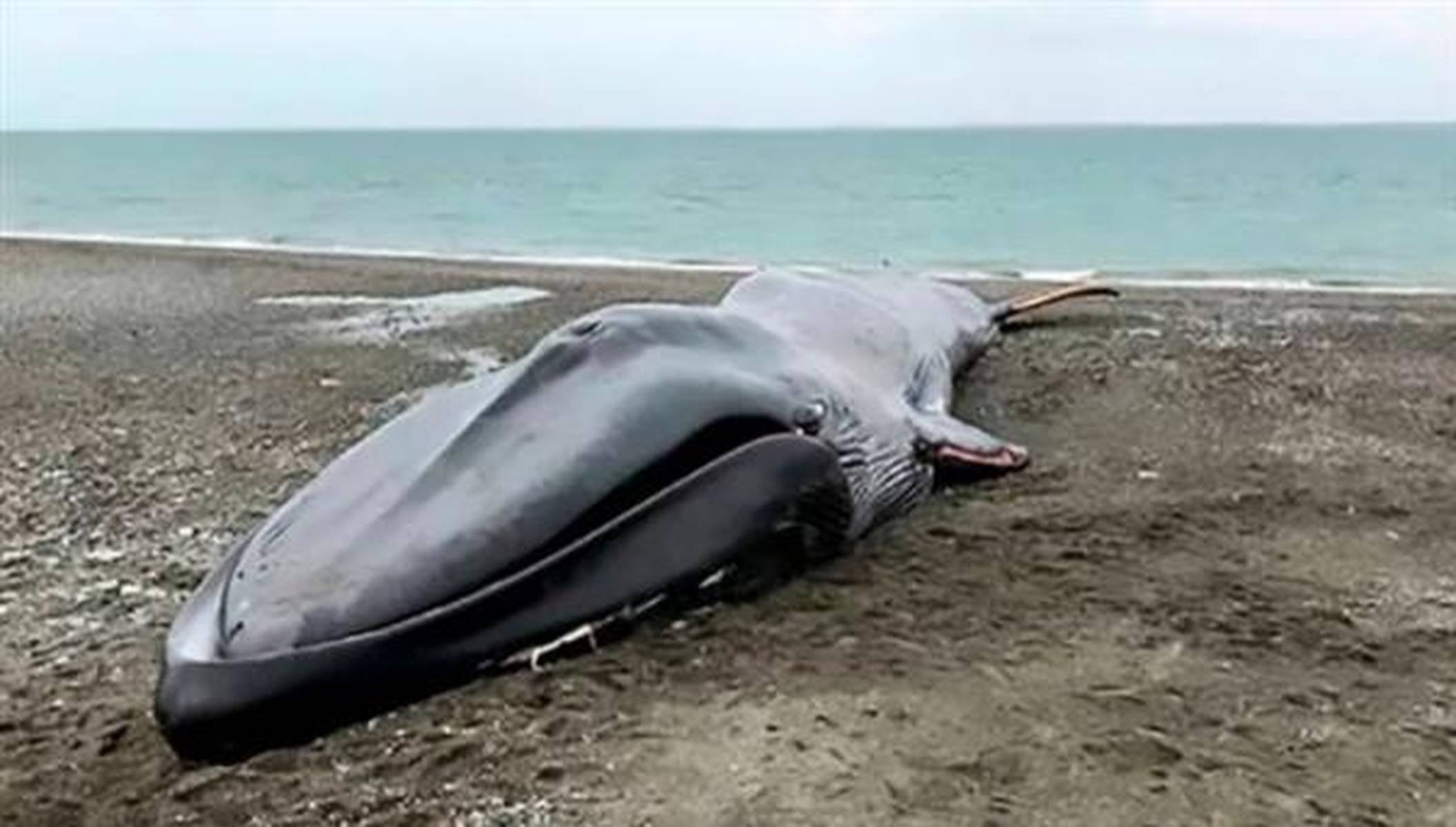 海南沙滩惊现八米长鲸鱼搁浅尸体