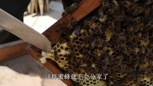 揭秘蜜蜂在人造蜂箱筑巢的奥秘，探究蜂箱与蜜蜂生活习性的紧密关联