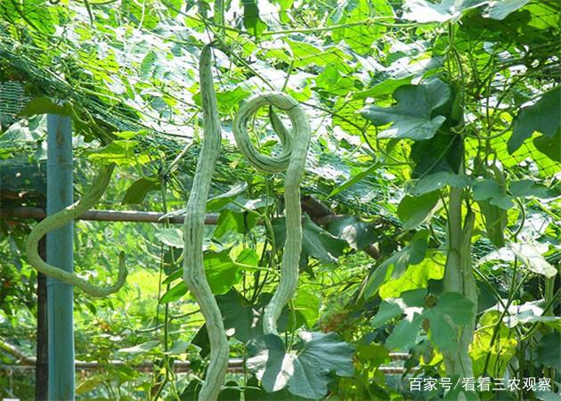 蛇瓜种植时间及其栽培管理策略详解