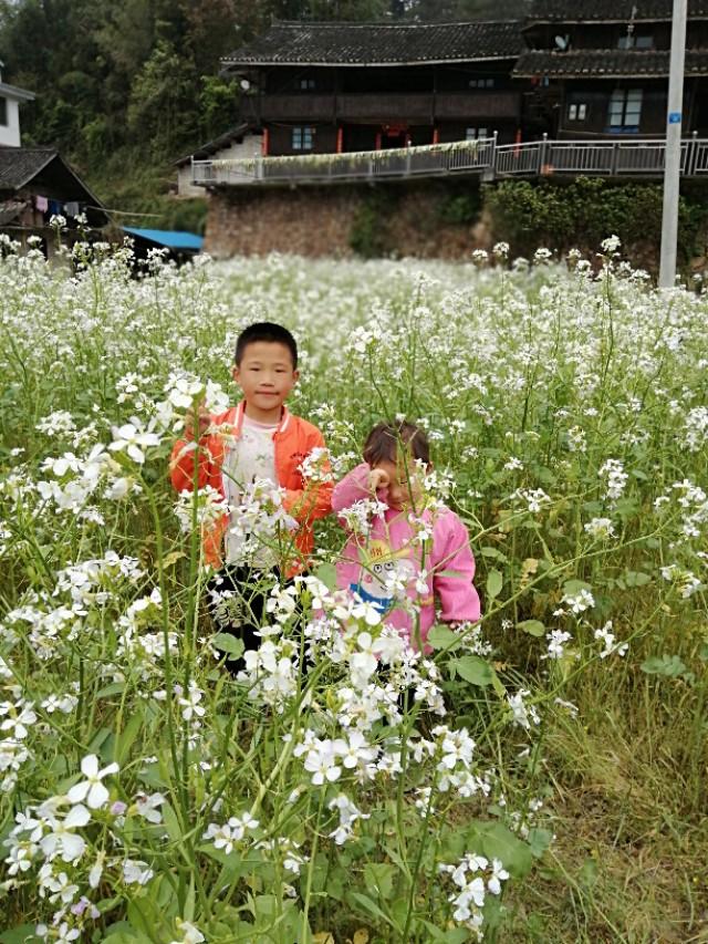 美丽小蜜蜂美国版，自然颂歌与生命启示之旅