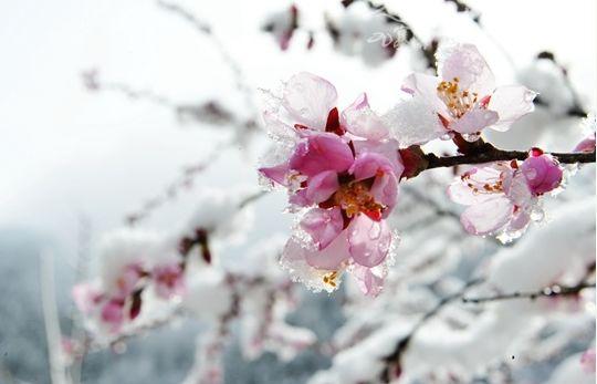 九寨沟景区推出优惠政策，四十岁以上游客免票畅游深度体验之旅