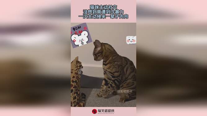 猫猫的主动行为，一生内向的起点