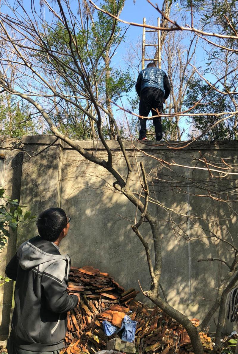 杭州狗狗离家出走，地铁逃票被抓事件