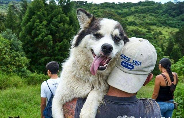 流浪狗的温馨救赎，爱犬意外被流浪狗收养，5万悬赏见证爱的力量