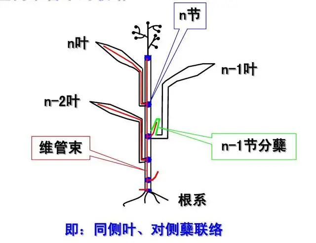 探究分蘖现象，定义、过程与意义