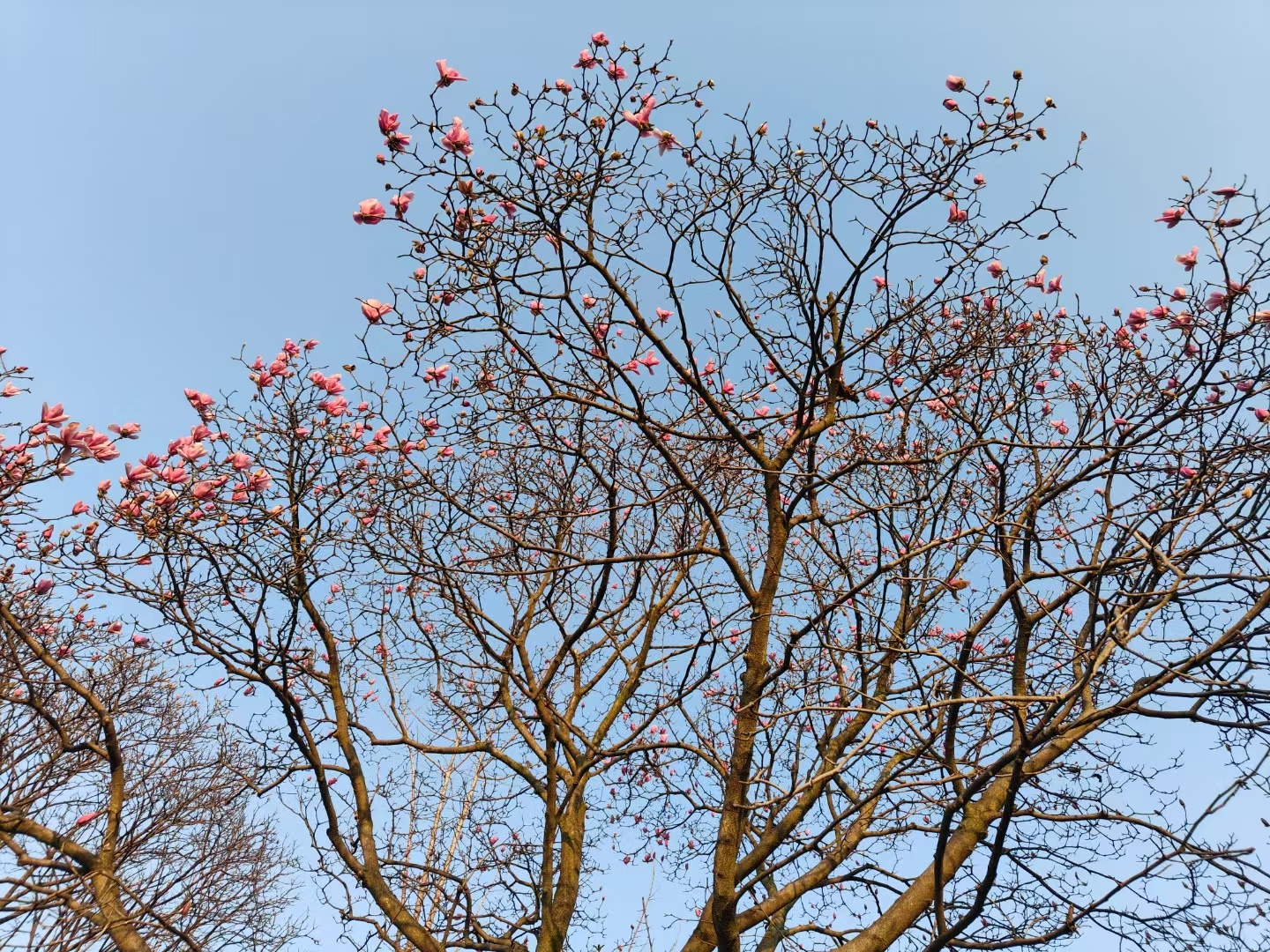 春之生机，花朵绽放的绚烂篇章