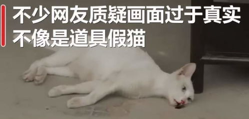 男子虐猫事件引发社会关注，反思与行动并行