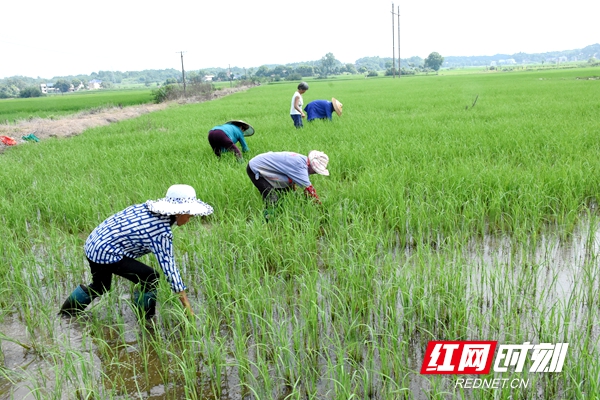 田间诗人，52岁农民大姐的诗作走红之路